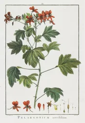 Pelargonium acerifolium, uit Geraniologia, seu Erodii, Pelargonii, Monsoniae et Grieli historia iconibus illustrata, 1787-1788
